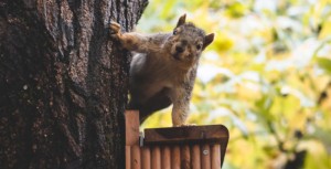 Squirrels: The Accidental Celebrity